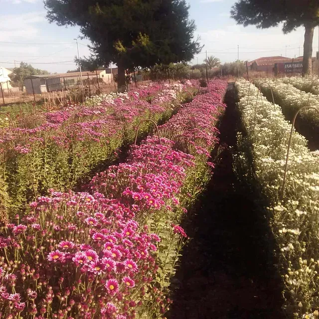 Un campo de flores rosas y blancas con un árbol al fondo.