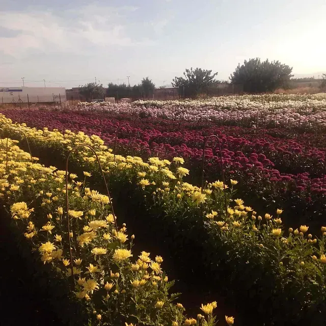 Un campo de flores amarillas y moradas con árboles al fondo.