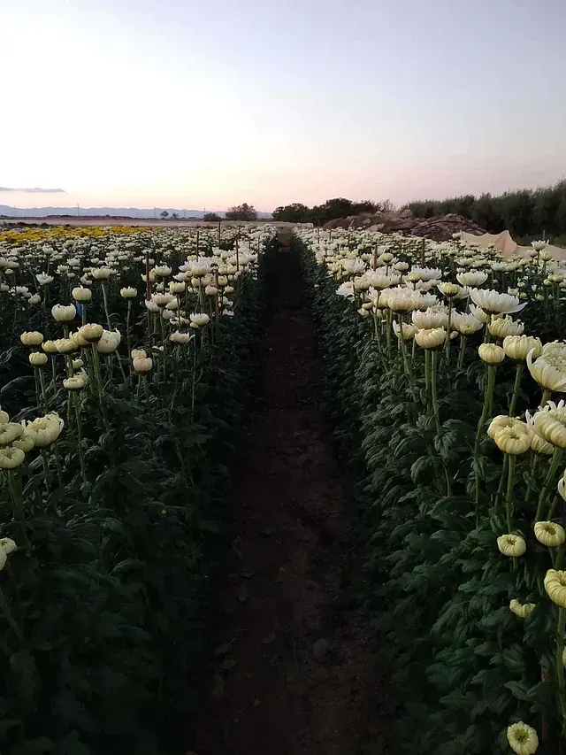 Un campo de flores blancas con un camino que lo atraviesa.
