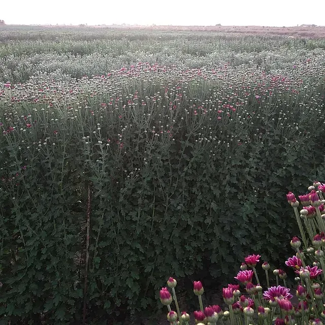 Un campo de flores moradas y plantas verdes.