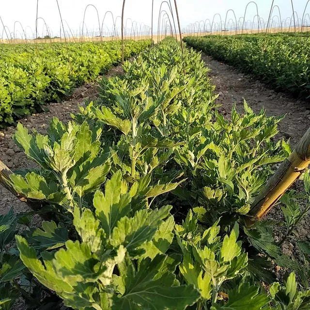 Filas de plantas verdes creciendo en un campo