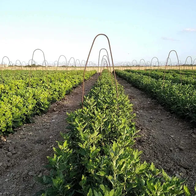 Filas de plantas verdes crecen en un campo
