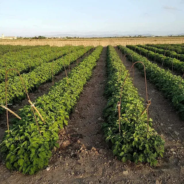 En un campo crecen hileras de plantas verdes.