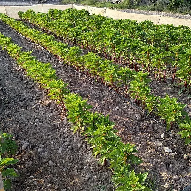 Un campo de plantas que crecen en hileras en la tierra.