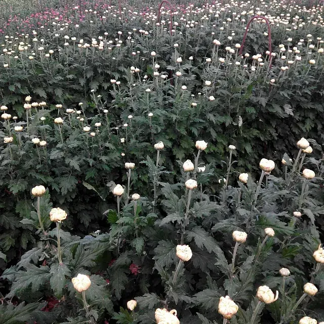 Un campo de flores con flores blancas y hojas verdes.