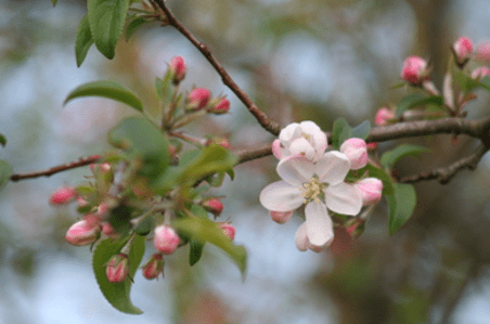 Bachblüten | Naturheilpraxis für Gesundheit und Wohlbefinden | Beatrice Palmer | Tegerfelden