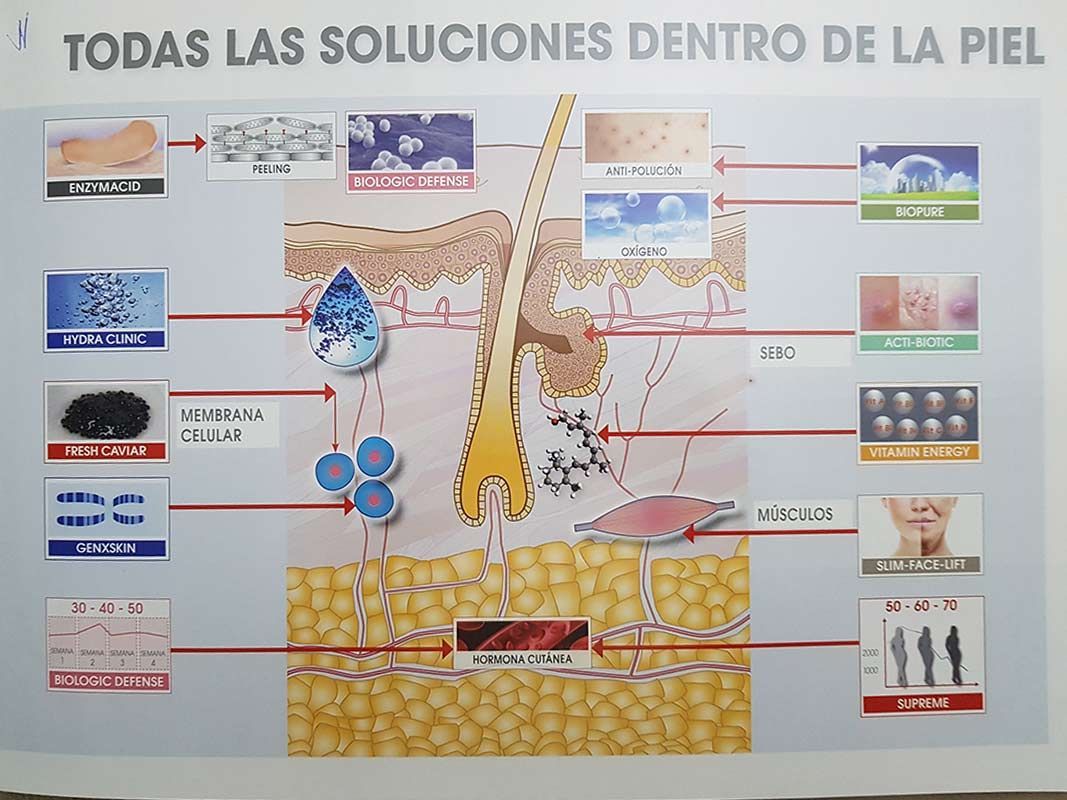 Un diagrama del interior de la piel de una persona.