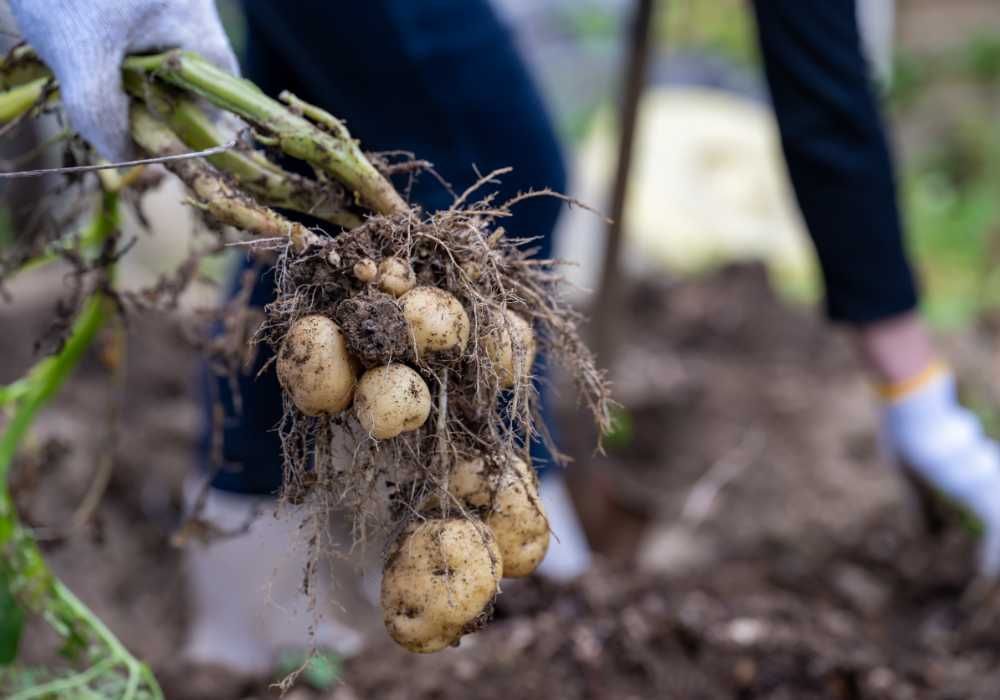 Una persona sostiene un montón de patatas en su mano.