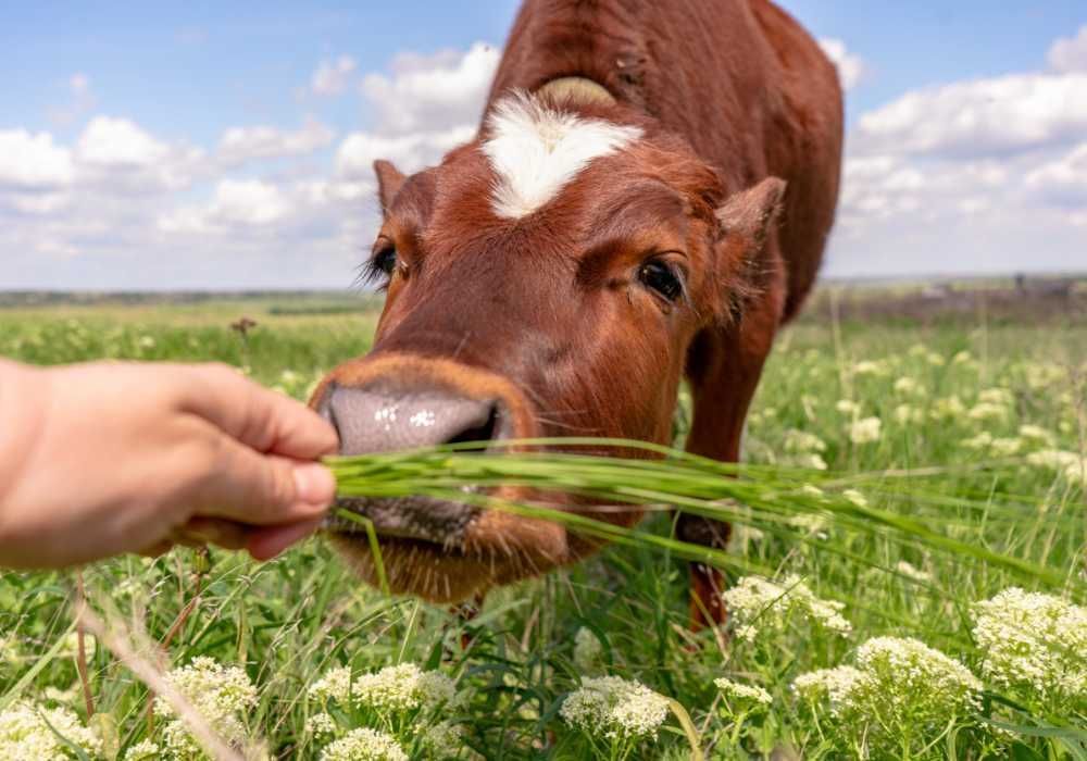 Una vaca está comiendo hierba de la mano de una persona en un campo.