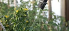 Una persona está rociando una planta de tomate con un rociador.