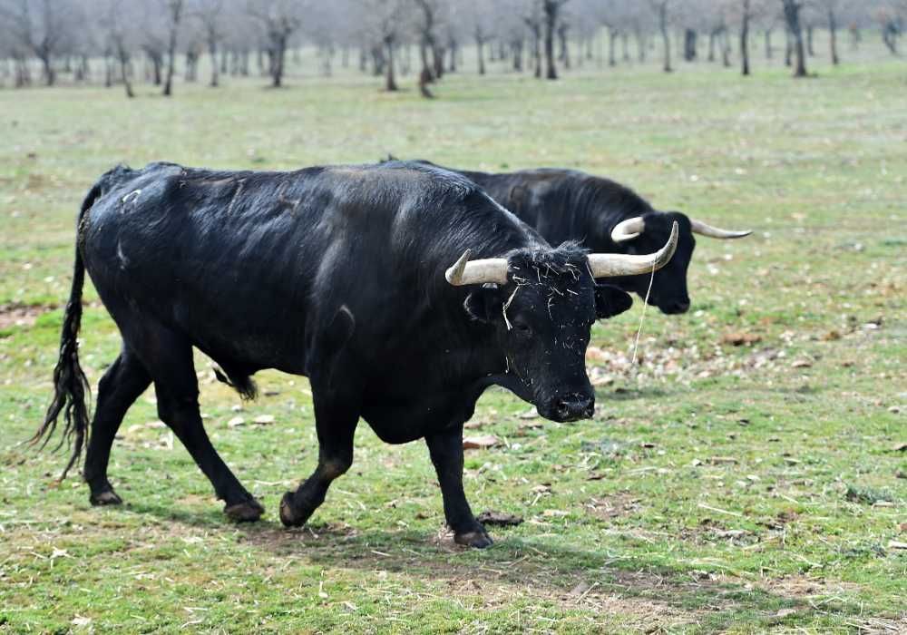 Dos toros negros caminan en un campo de hierba.