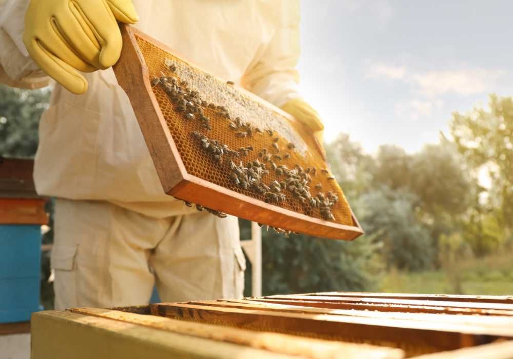 Un apicultor sostiene un panal con abejas.