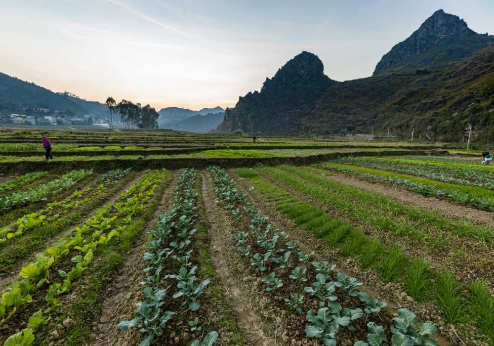 Un hombre está parado en un campo de verduras con montañas al fondo.