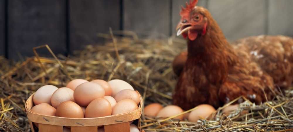 Una gallina está poniendo huevos en un nido al lado de una canasta de huevos.