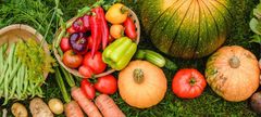 Una variedad de verduras crecen sobre un exuberante campo verde.