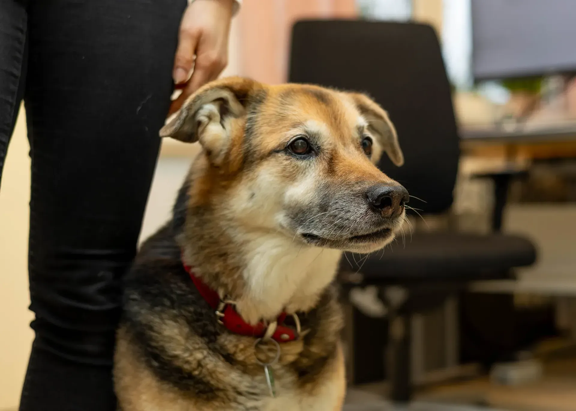 Ein Hund mit rotem Halsband sitzt neben einer Person.