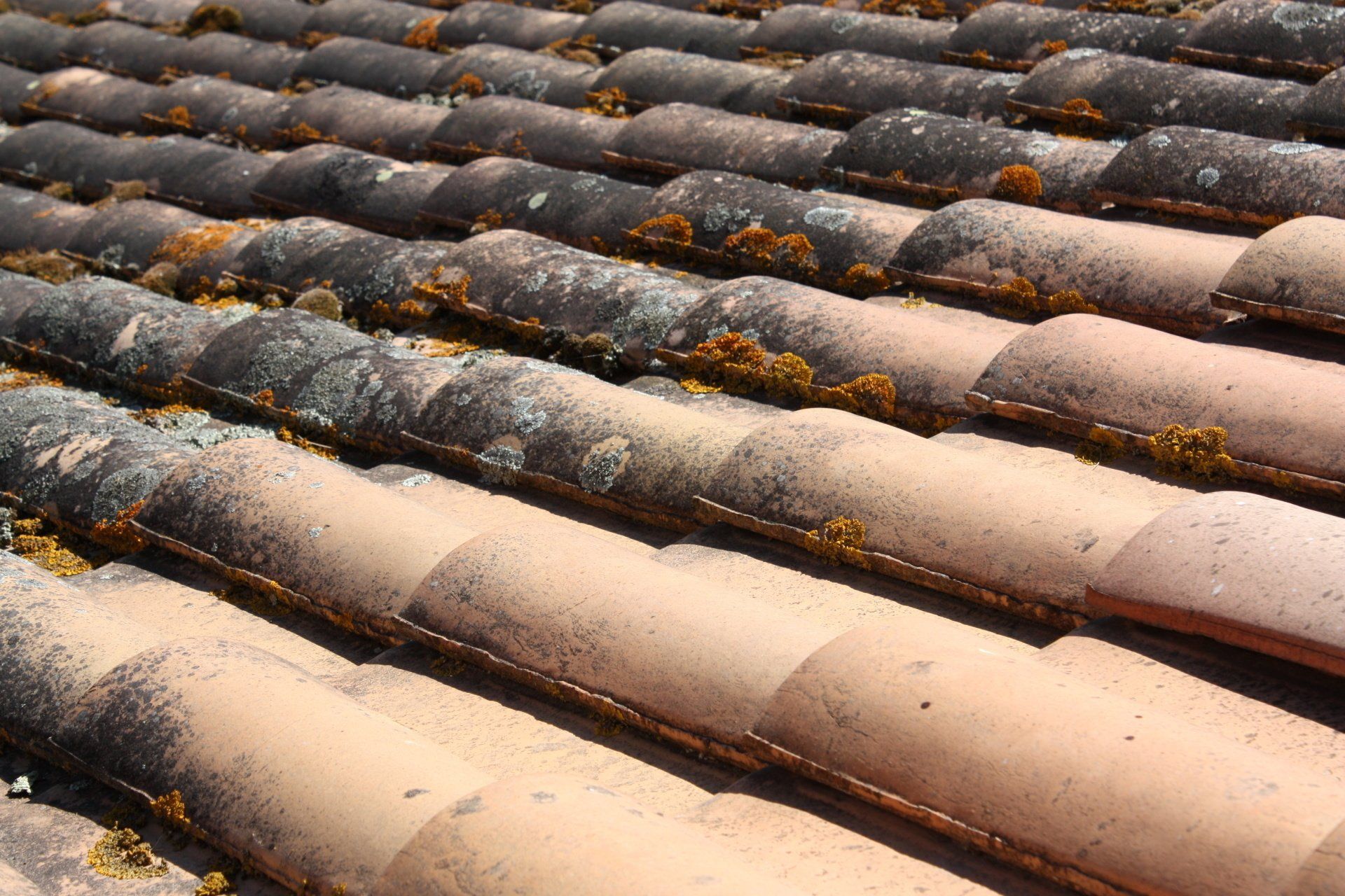 Entreprise de couverture, moisissures