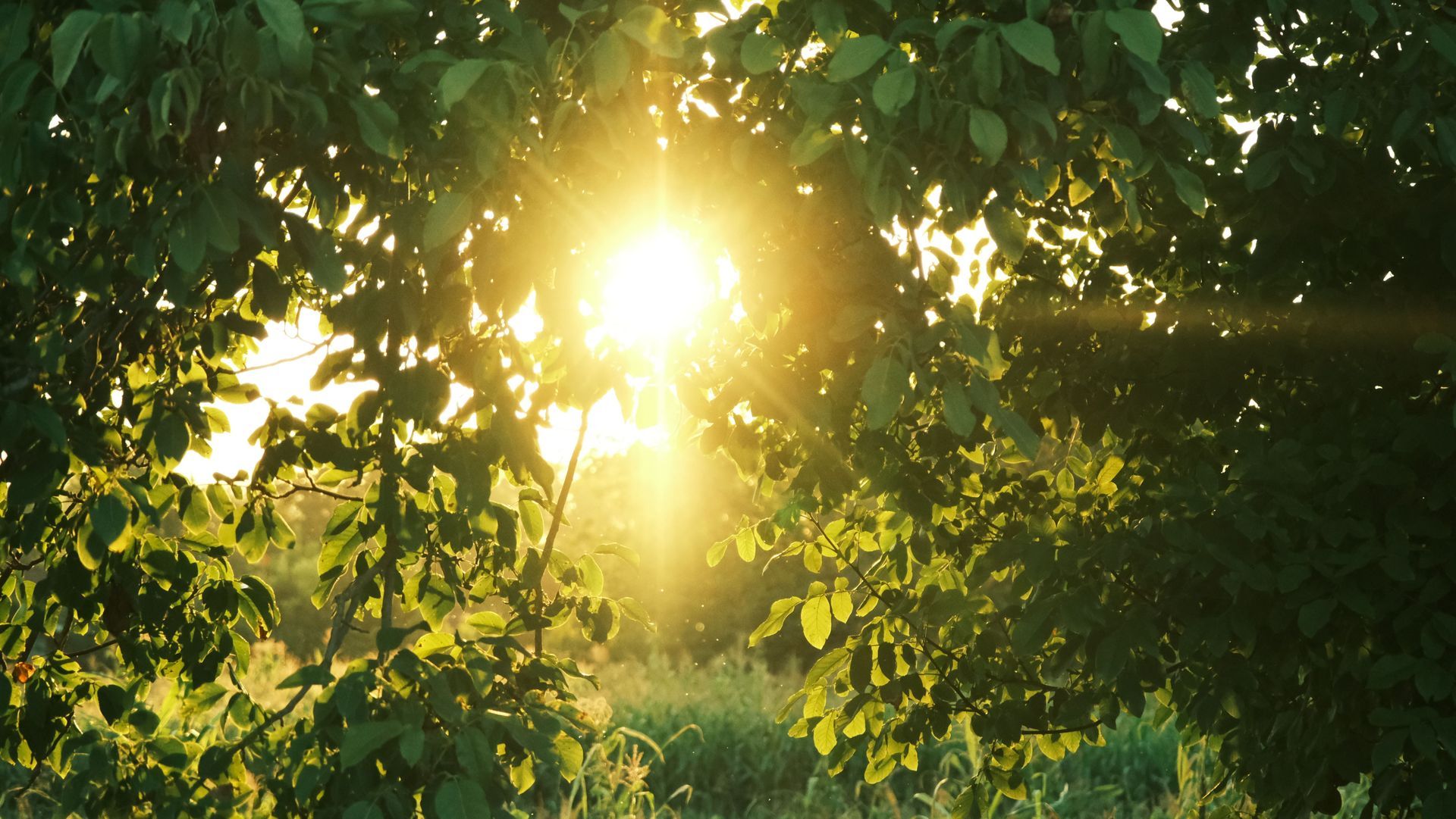 Sunlight shining through dense green leaves in a forest canopy.