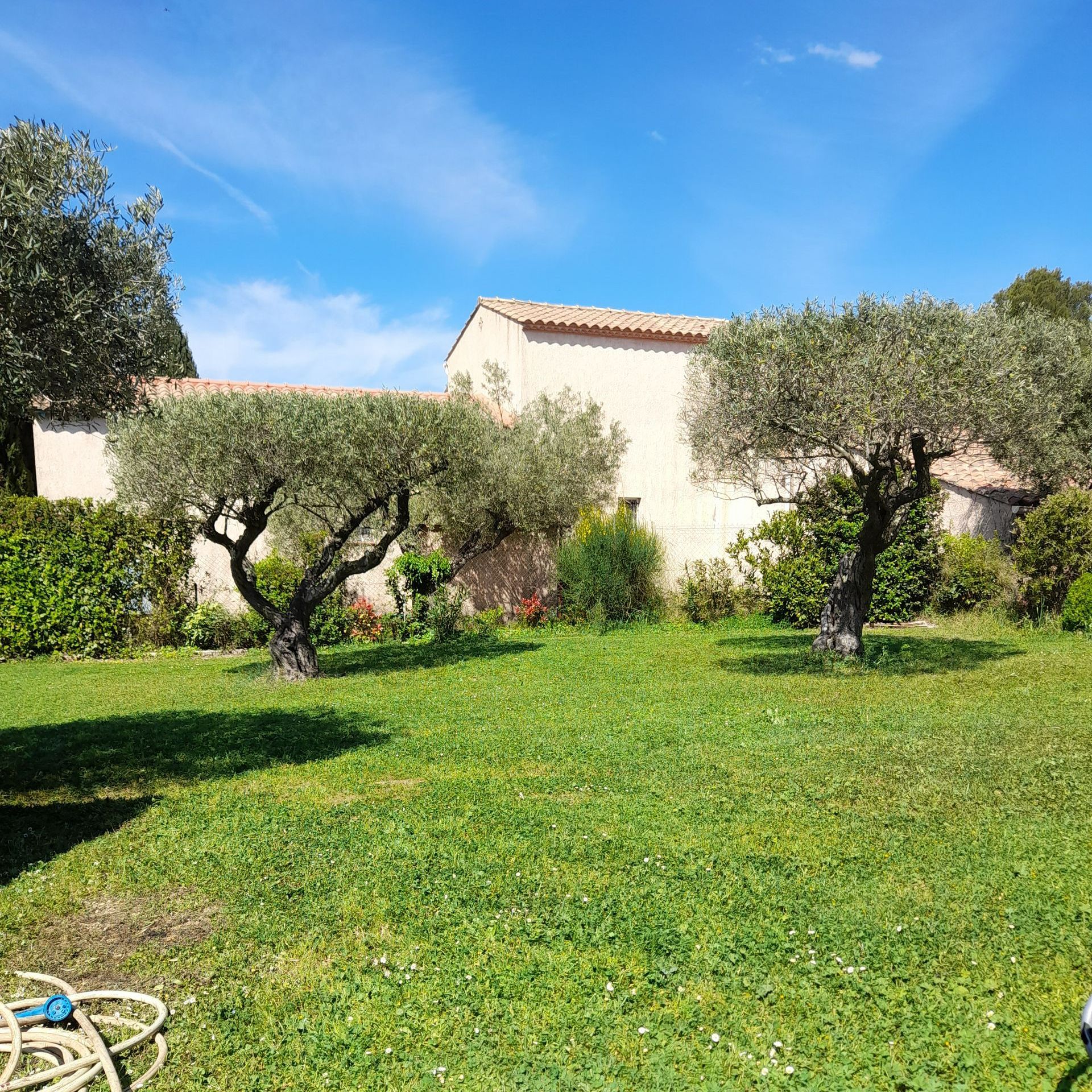 Jardin avec herbe tondue et deux arbres taillés en arrière-plan