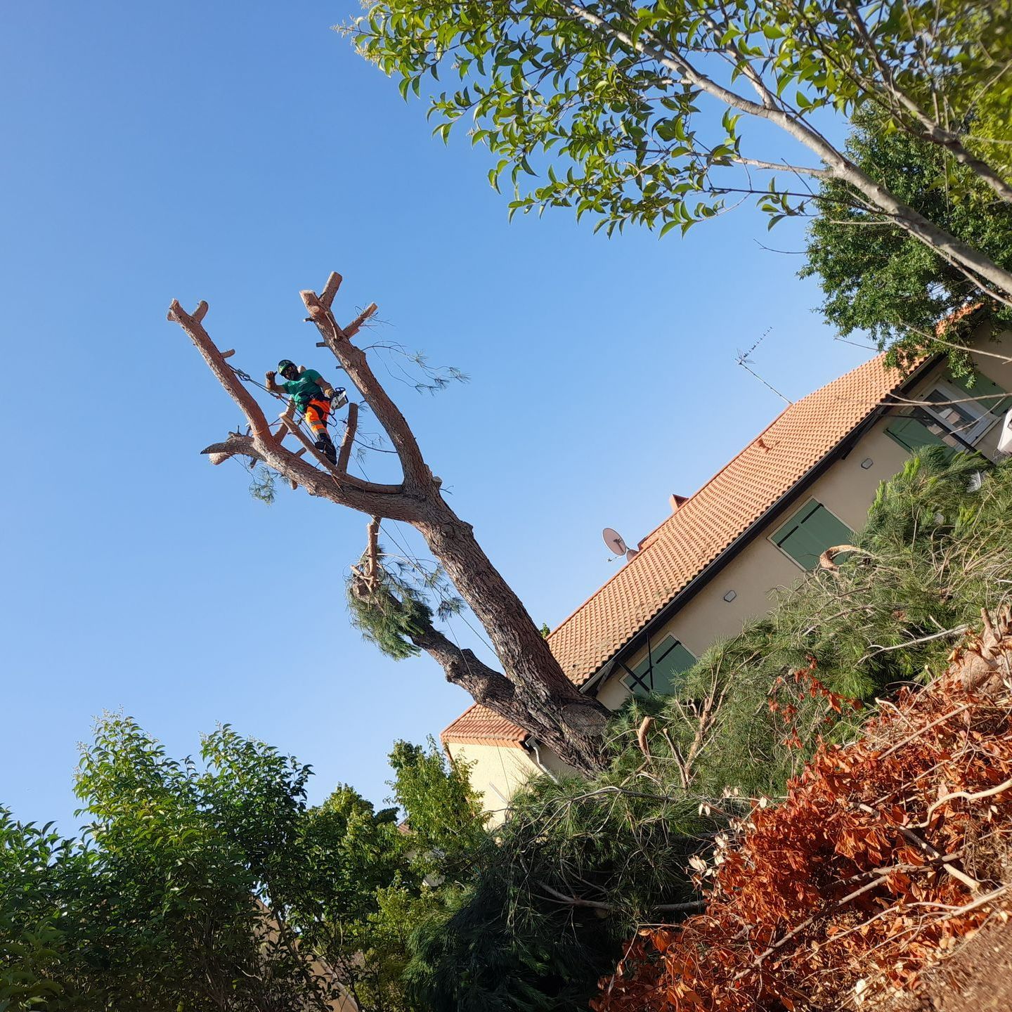 Élagueur procédant à l'étêtage d'un arbre