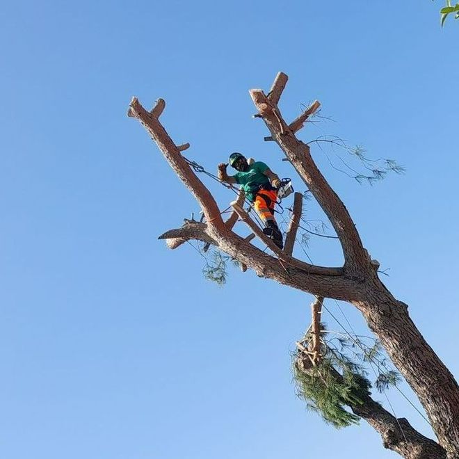 Élagueur sur un arbre taillé qui montre le pouce en l'air