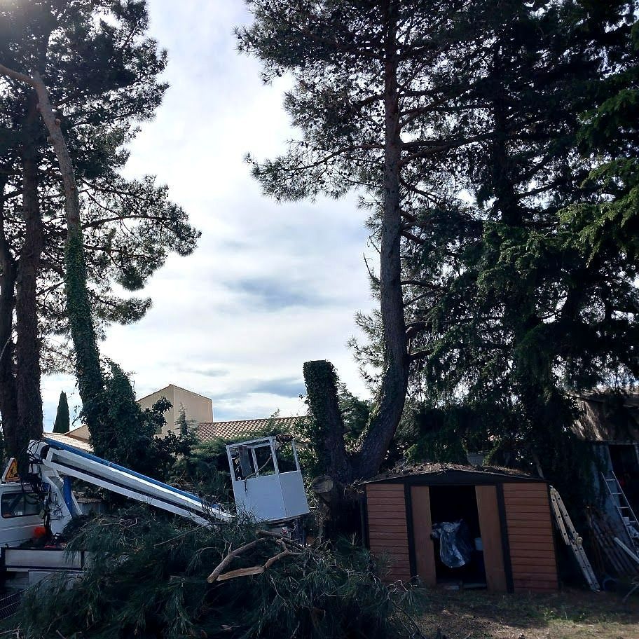 Plus que 2 arbres après abattage