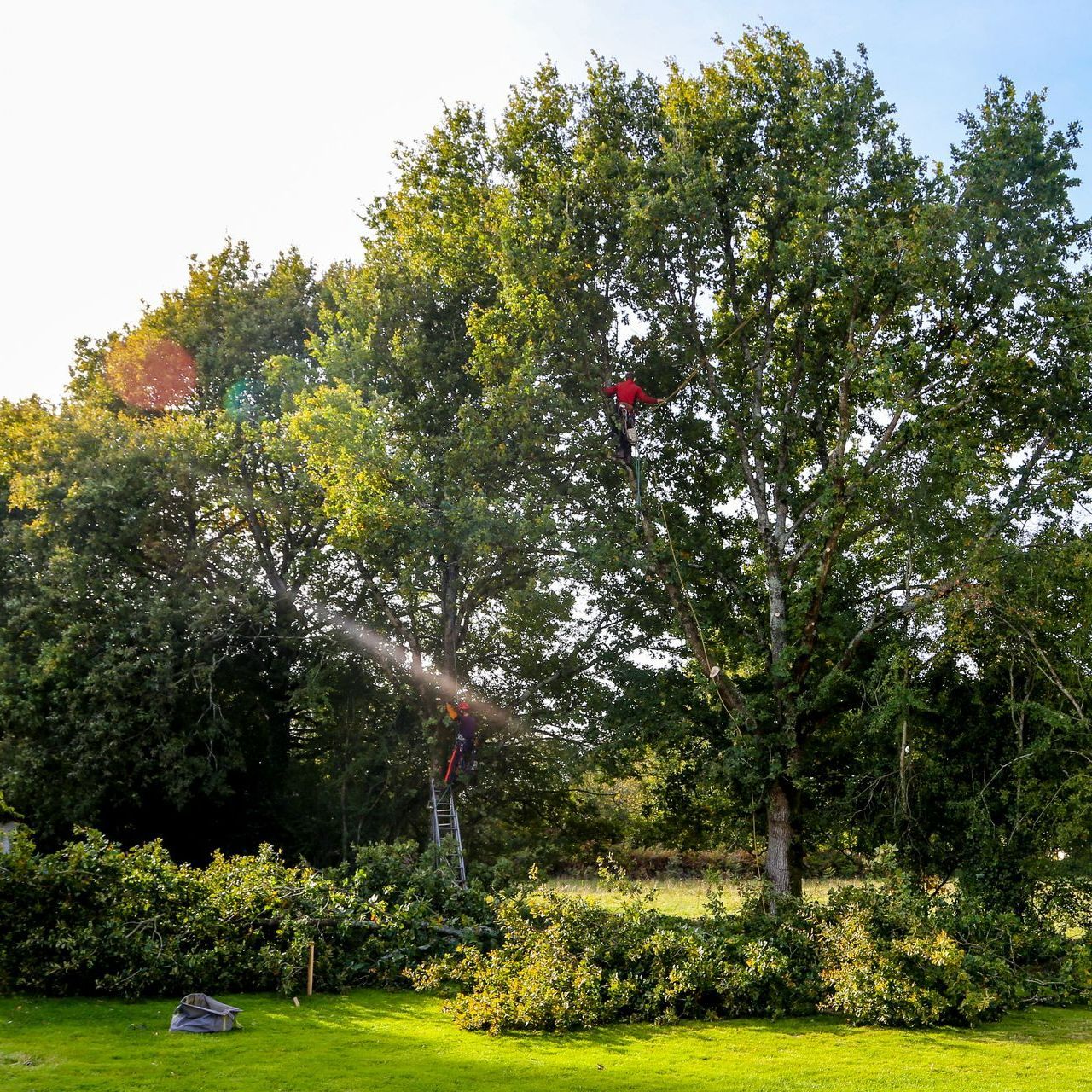 Homme procédant à l'étêtage d'un arbre