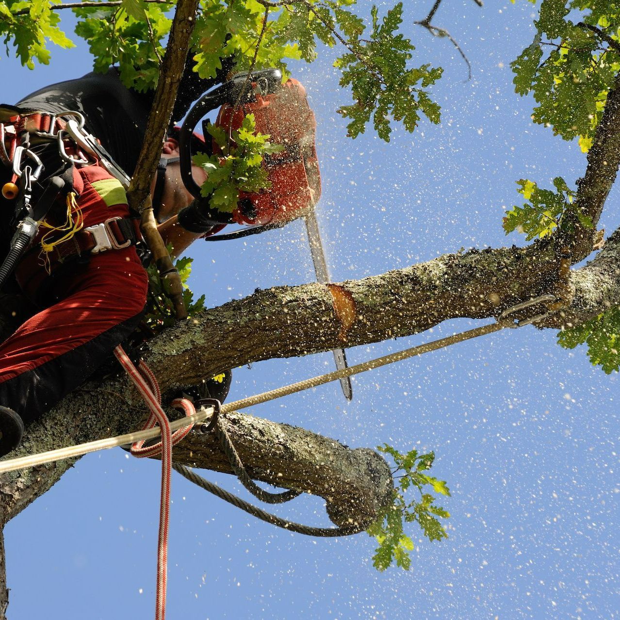 Arboriste procédant à un émondage