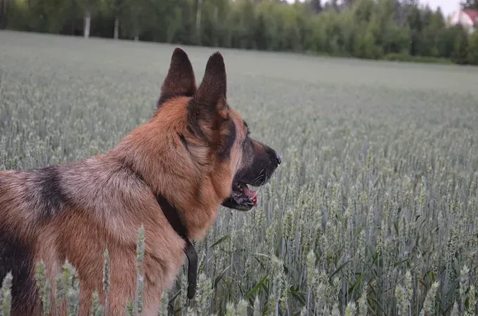 Etelä-Helsingin Eläinlääkäriasema Oy