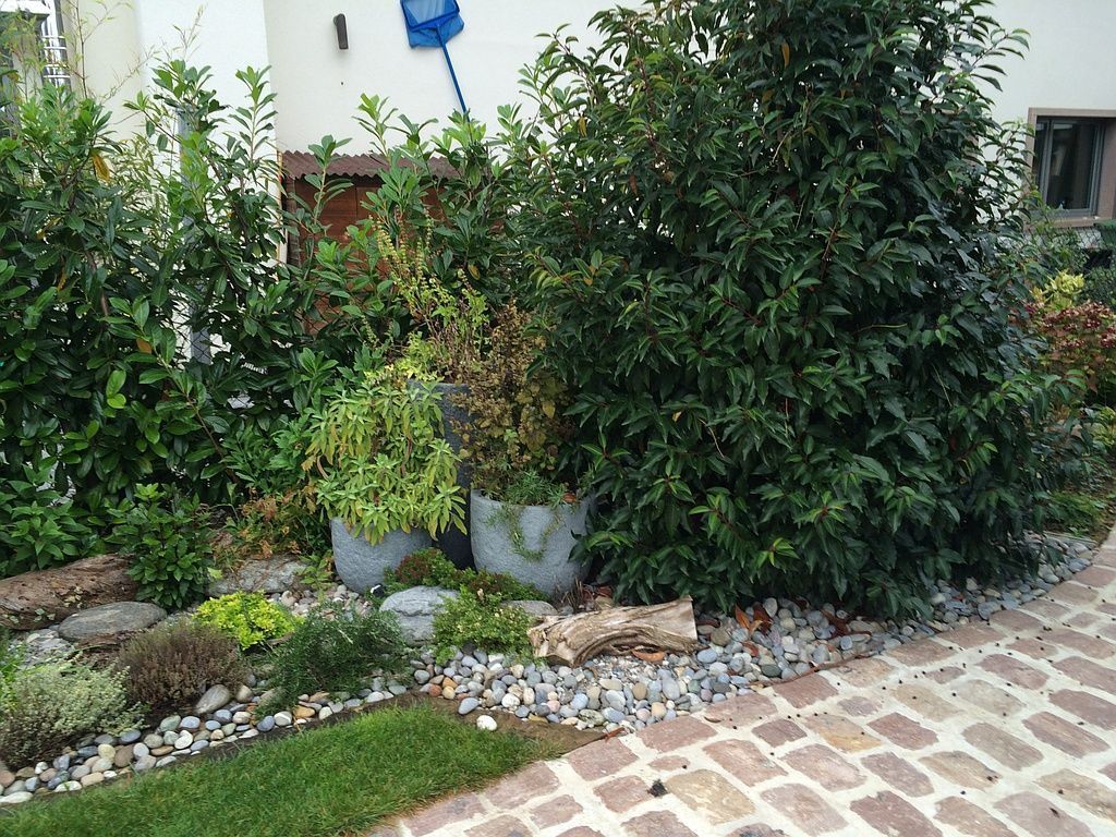 Küchenkräuter und Gewürzpflanzen Rabatte - Berisa S. GmbH - Bottmingen