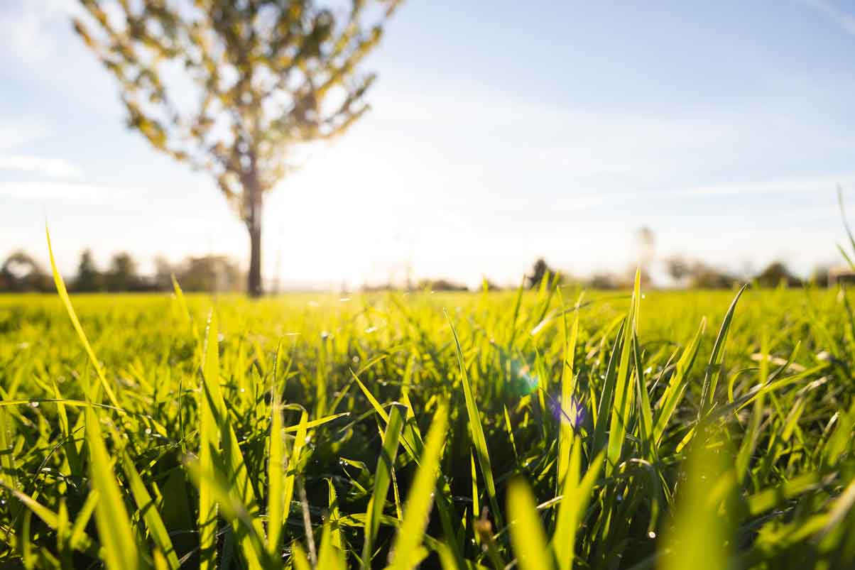 Terrain vierge, de l'herbe et un arbre flouté en fond