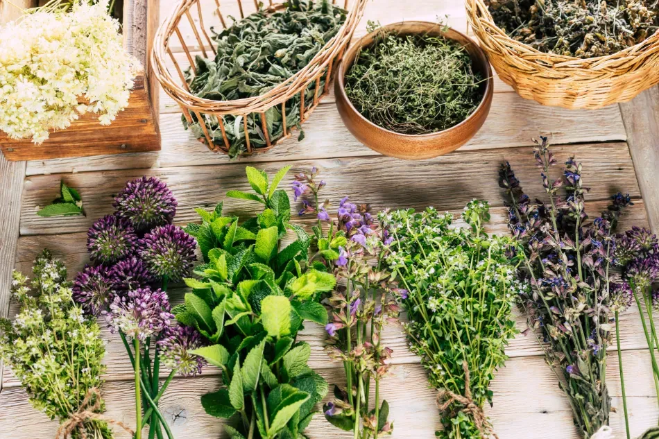 Variedad de hierbas frescas y flores dispuestas sobre una mesa rústica de madera con cestas y cuencos.