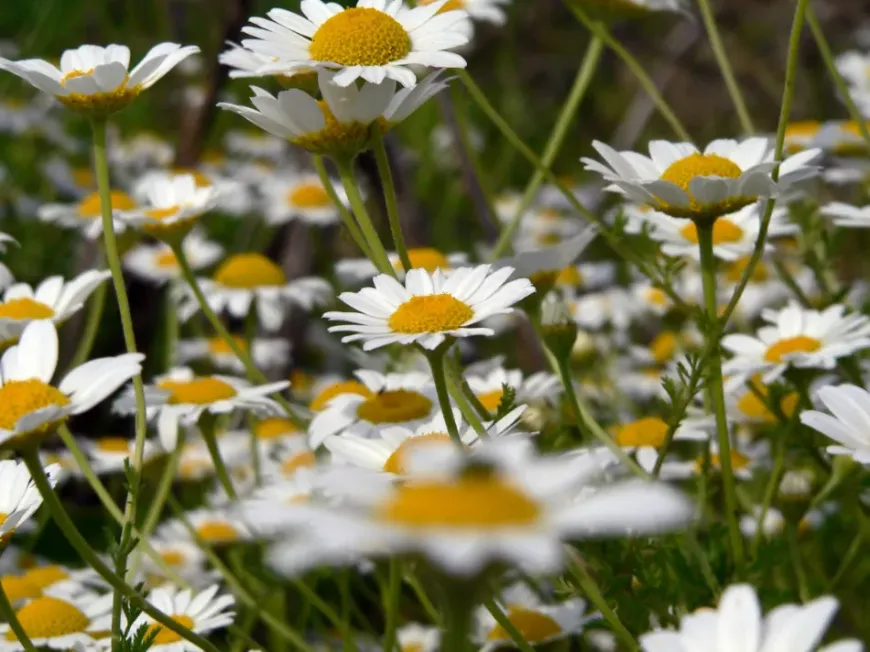 Margaritas blancas con centros amarillos floreciendo en un campo soleado, algunas flores borrosas en primer plano.