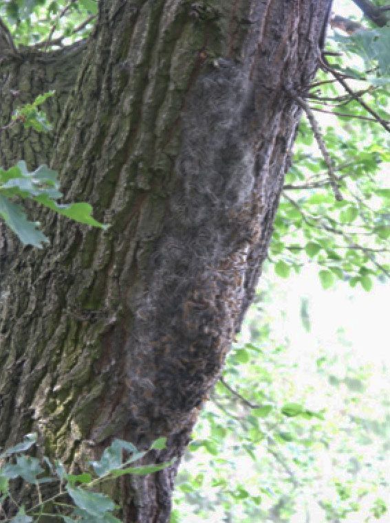 Eichen-Prozessionsspinner