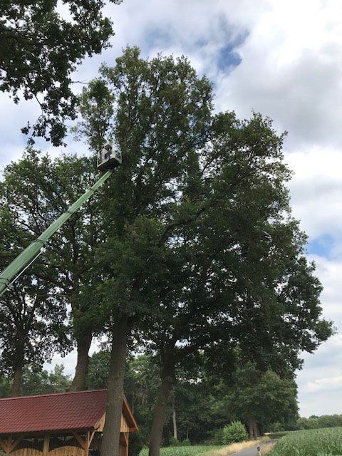 Eichen-Prozessionsspinner