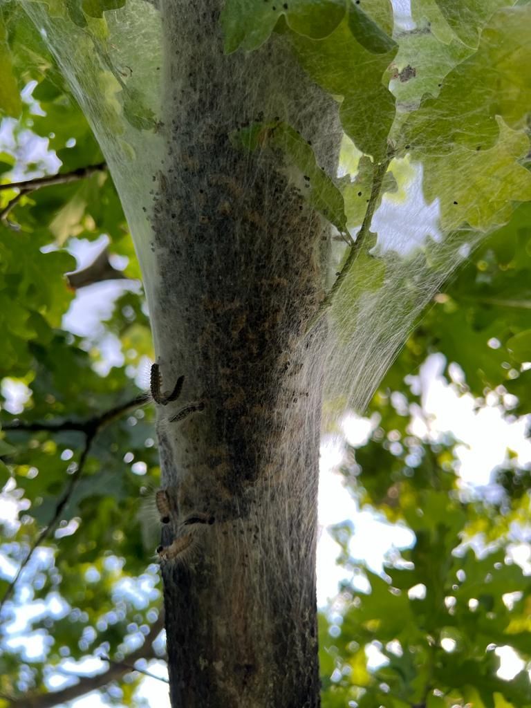 Eichen-Prozessionsspinner