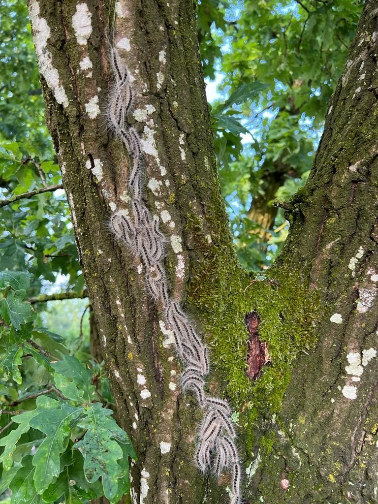 Eichen-Prozessionsspinner