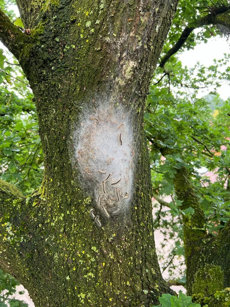 Eichen-Prozessionsspinner