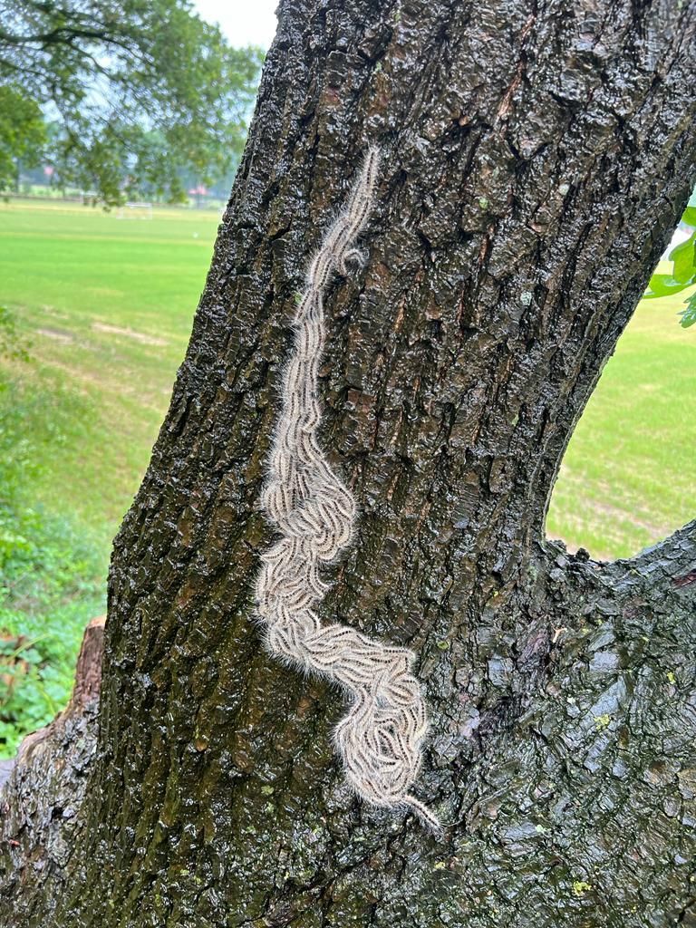 Eichen-Prozessionsspinner