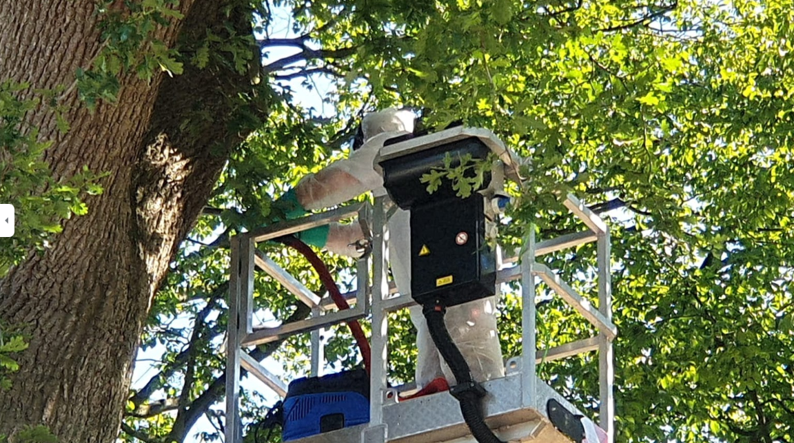 Eichen-Prozessionsspinner