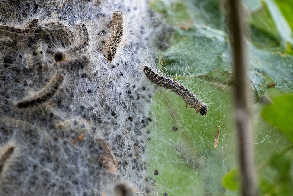 Eichen-Prozessionsspinner