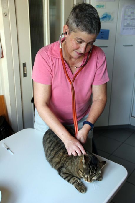 Tierarzt für Kleintiere - Mobile Kleintierpraxis in Brugg AG