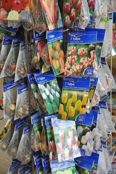 Tulpen