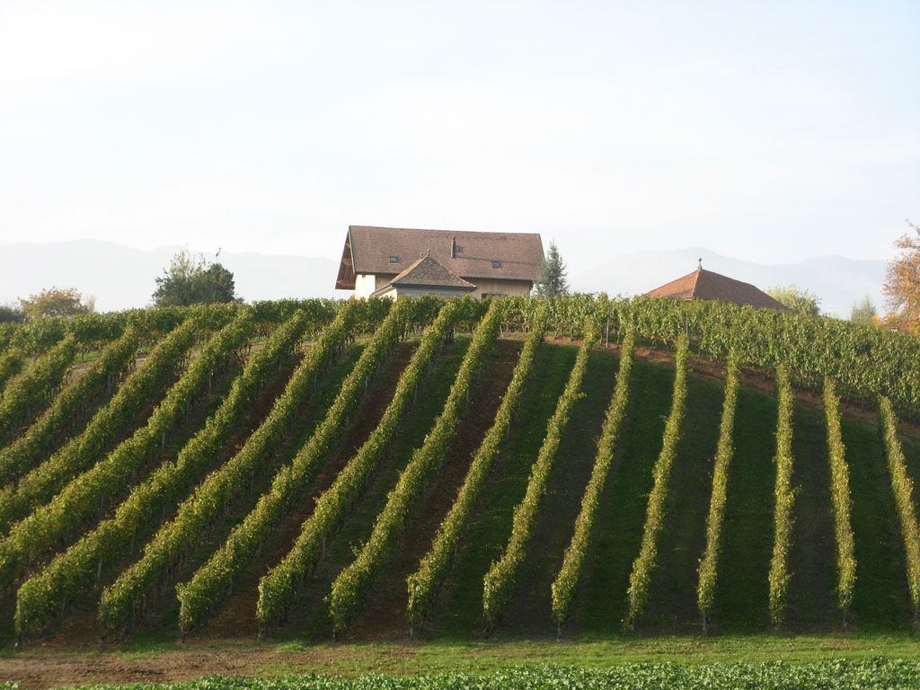 Café d'Avusy (Chez Casa) - Restaurant - Genève