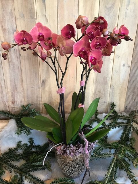 Stylefleurs_Orchidea