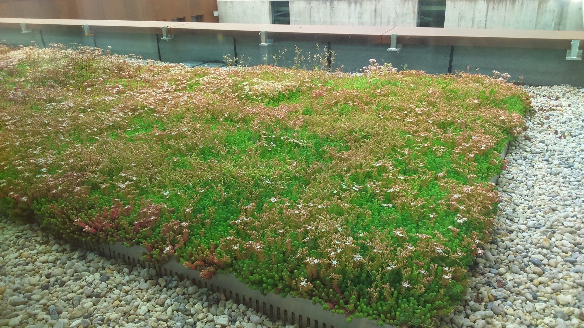 Herbe espace végétal