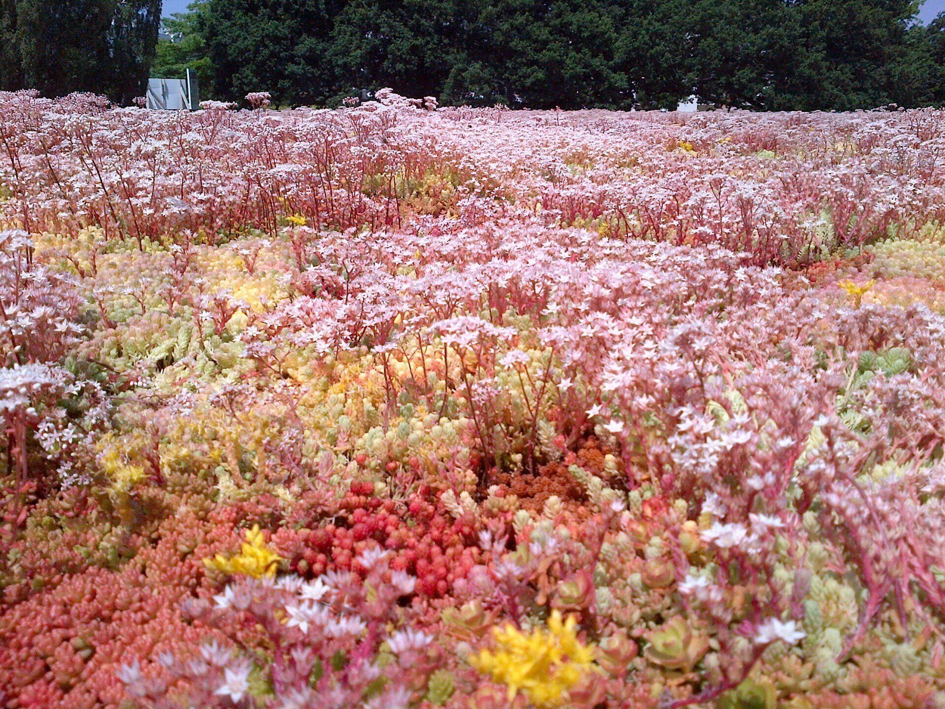 Herbes variées