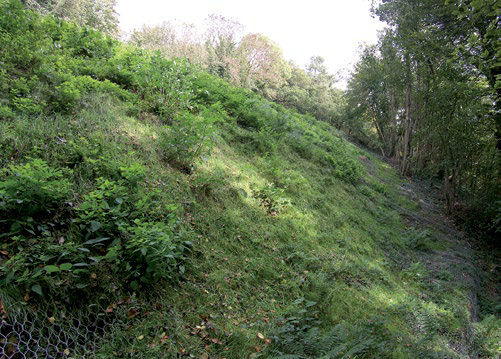 Remise en végétation