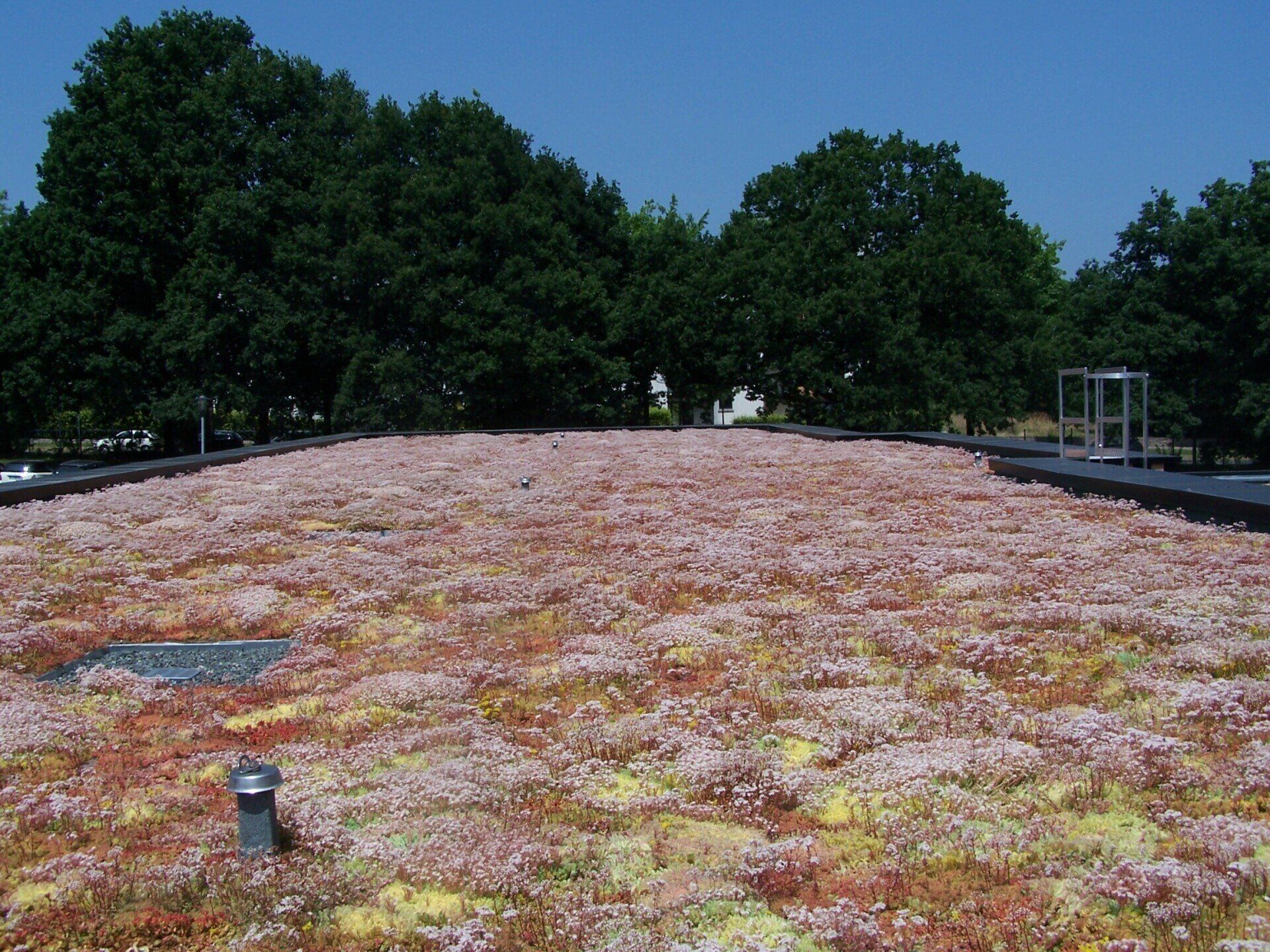 Toiture végétalisée