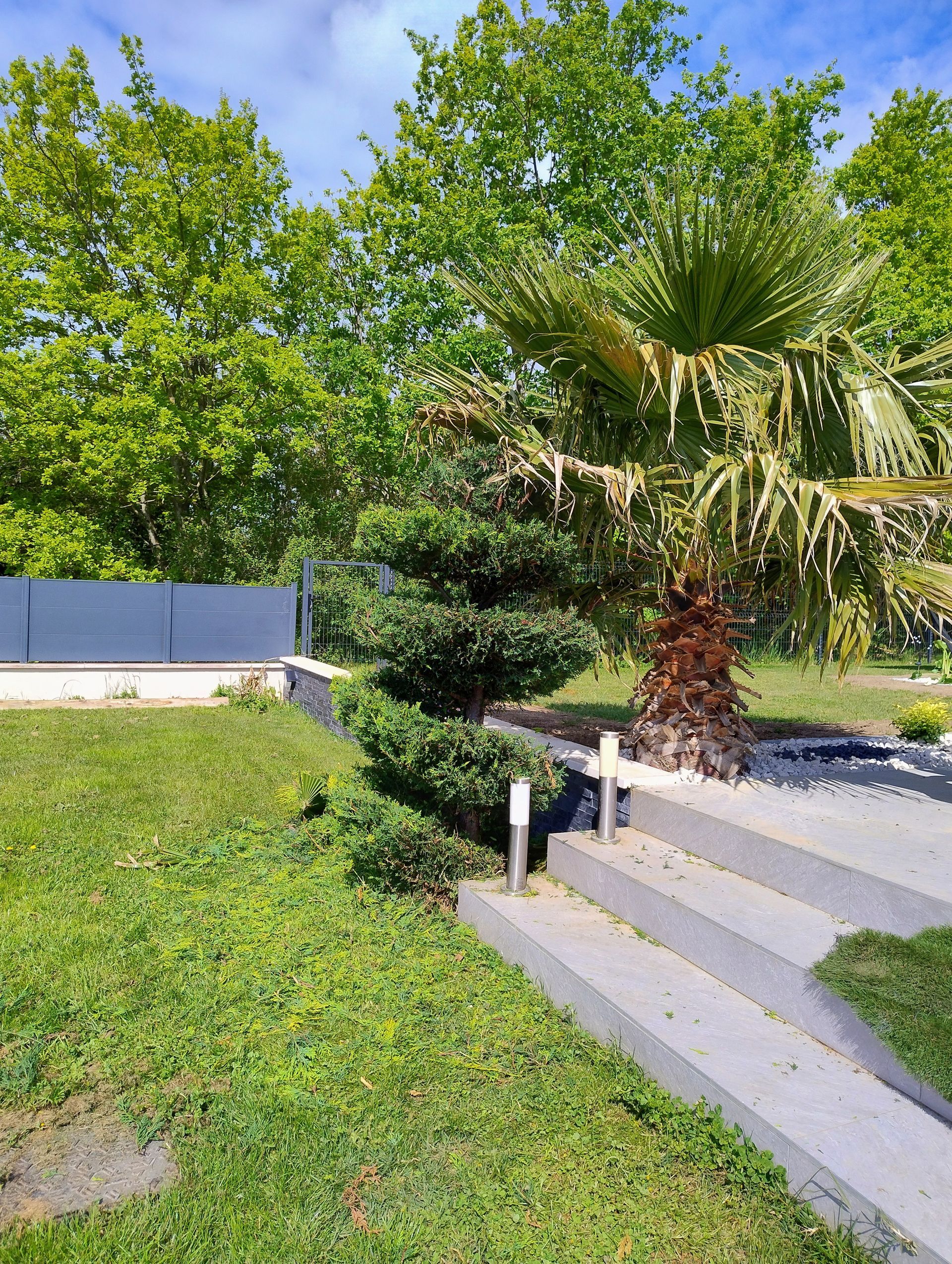 Plantation de palmier